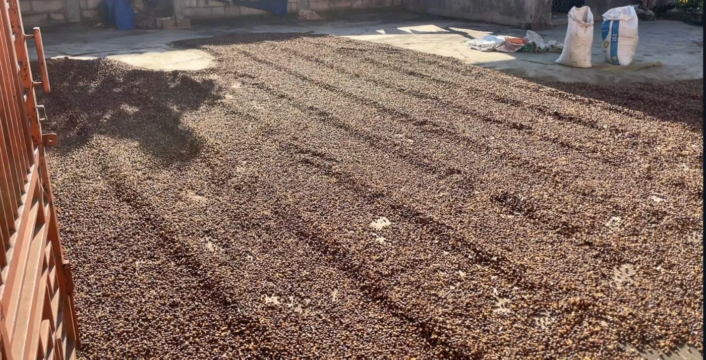 Drying & Post-Harvest in NUSARA's East Java sourcing network