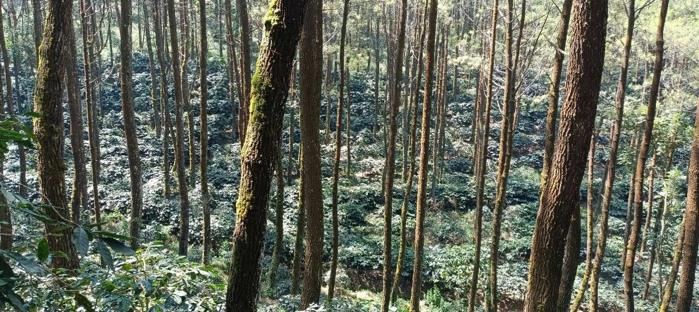 East Java coffee-growing landscape — representative imagery
