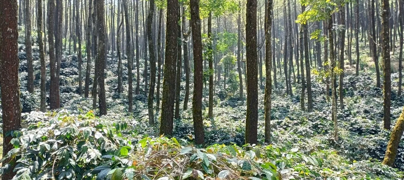 Coffee-Growing Landscape in NUSARA's East Java sourcing network