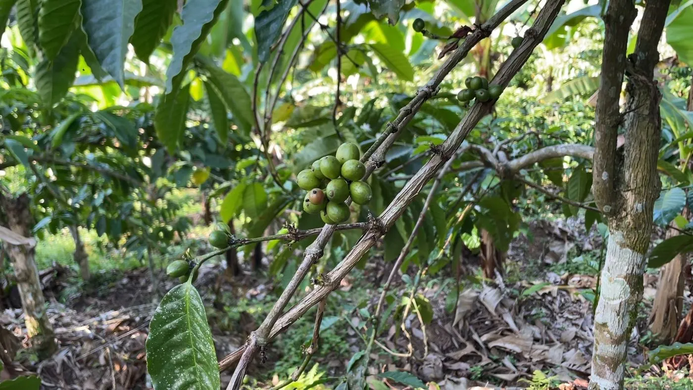 Coffee Cherries at Origin in NUSARA's East Java sourcing network