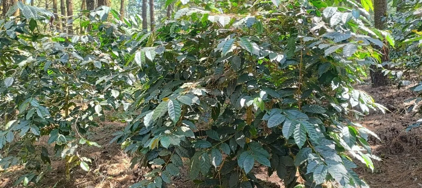 Robusta Coffee Plants in NUSARA's East Java sourcing network