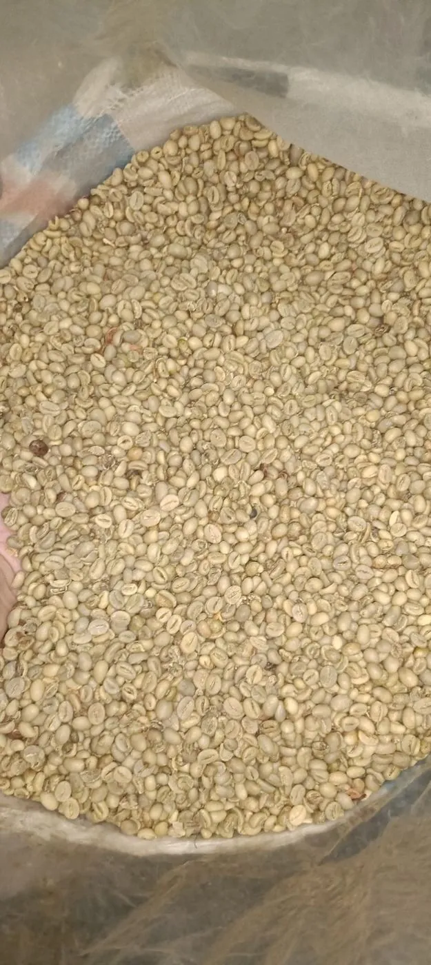 Green Bean Lot in NUSARA's East Java sourcing network